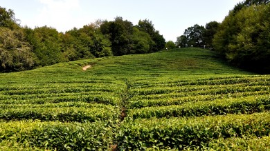 Чайные плантации и фабрика в Мацесте