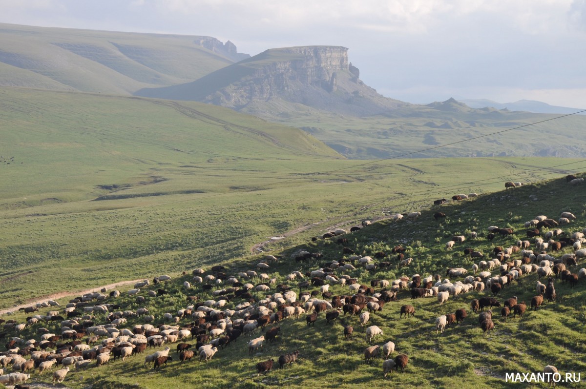 Кошары, стада овец и баранов, Карачаево-Черкессия