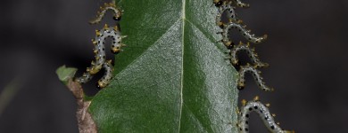 Гусеницы - фитофаги, поедающие листья