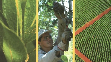 Парагвайский падуб - как выращивается дерево, из которого делают мате